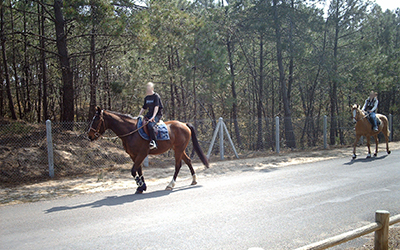 Balade à cheval à St Jean de Monts - Villa piscine intérieure Vendée
